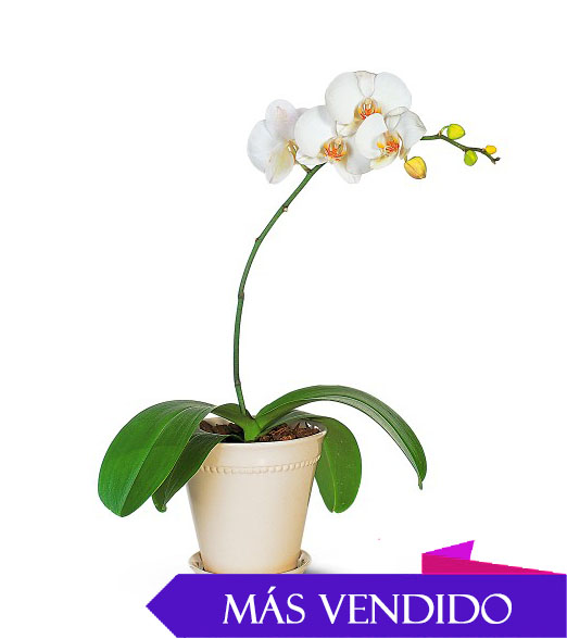 Orquidea en Planta